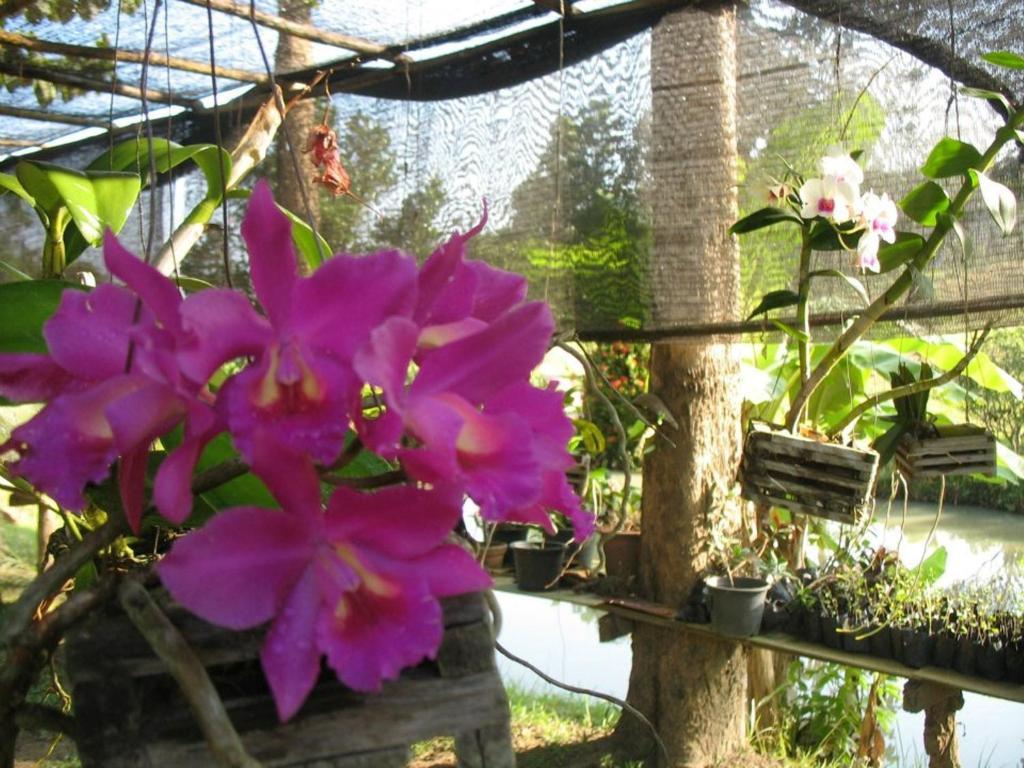 Ban Rai Tin Thai Ngarm Eco Lodge Mae Rim Eksteriør billede